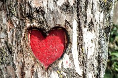 Red Heart Carved in Tree