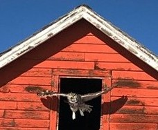 owl and barn thumbnail